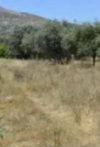 ΟΙΚΟΠΕΔΟ 17.500ΤΜ  300.000ΕΥΡΩ