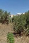 ΟΙΚΟΠΕΔΟ 1.030ΤΜ  2.000.000ΕΥΡΩ