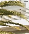 ΜΟΝΟΚΑΤΟΙΚΙΑ 600ΤΜ  10.000ΕΥΡΩ
