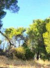 ΟΙΚΟΠΕΔΟ 360ΤΜ  550.000ΕΥΡΩ