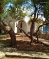 ΟΙΚΟΠΕΔΟ 1.100ΤΜ  1.200.000ΕΥΡΩ