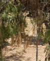ΟΙΚΟΠΕΔΟ 351ΤΜ  600.000ΕΥΡΩ