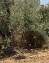 ΟΙΚΟΠΕΔΟ 772ΤΜ  4.000.000ΕΥΡΩ