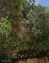 ΟΙΚΟΠΕΔΟ 442ΤΜ  900.000ΕΥΡΩ