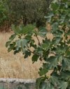 ΟΙΚΟΠΕΔΟ 388ΤΜ  670.000ΕΥΡΩ