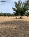 ΟΙΚΟΠΕΔΟ 2.134ΤΜ  60.000ΕΥΡΩ