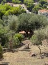 ΟΙΚΟΠΕΔΟ 600ΤΜ  240.000ΕΥΡΩ