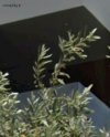 ΟΡΟΦΔΙΑΜΕΡΙΣΜΑ 127ΤΜ  600.000ΕΥΡΩ