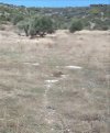 ΟΙΚΟΠΕΔΟ 5.010ΤΜ  160.000ΕΥΡΩ