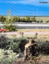 ΟΙΚΟΠΕΔΟ 60.000ΤΜ  700.000ΕΥΡΩ