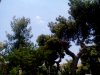 ΟΙΚΟΠΕΔΟ 5.000ΤΜ  600.000ΕΥΡΩ