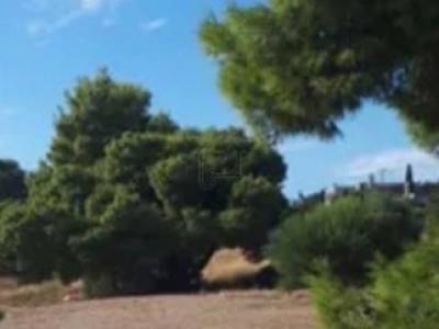 ΕΚΤΑΣΗ 12.500ΤΜ  700.000ΕΥΡΩ 