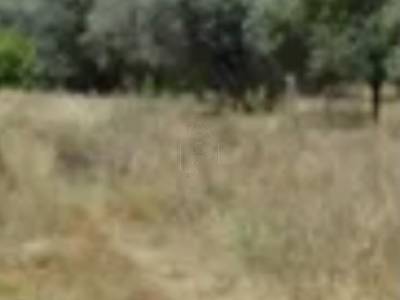 ΟΙΚΟΠΕΔΟ 17.500ΤΜ  300.000ΕΥΡΩ