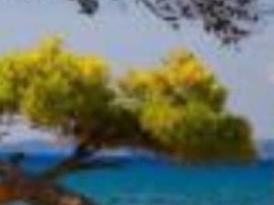 ΟΙΚΟΠΕΔΟ 1.000ΤΜ  100.000ΕΥΡΩ