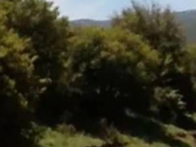 ΟΙΚΟΠΕΔΟ 12.000ΤΜ  200.000ΕΥΡΩ