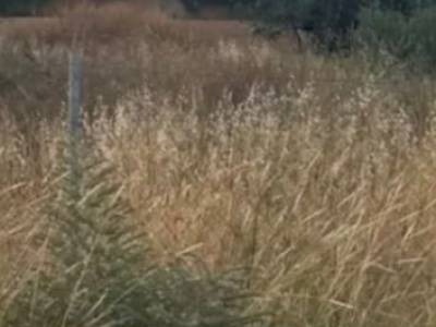 ΟΙΚΟΠΕΔΟ 206ΤΜ  500.000ΕΥΡΩ
