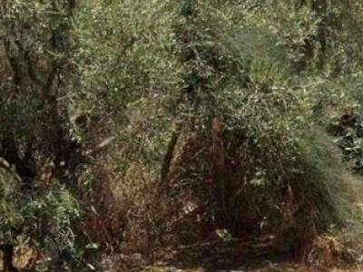 ΟΙΚΟΠΕΔΟ 772ΤΜ  4.000.000ΕΥΡΩ