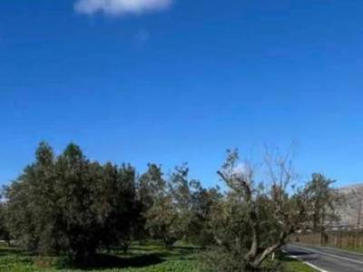 ΟΙΚΟΠΕΔΟ 3.000ΤΜ  100.000ΕΥΡΩ