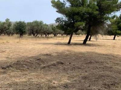 ΟΙΚΟΠΕΔΟ 2.134ΤΜ  60.000ΕΥΡΩ